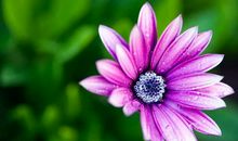 11月如日中天，步步高升，十有九富的4个生肖