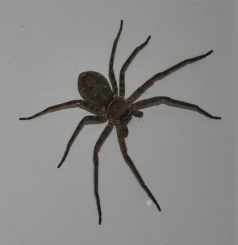 澳大利亚家里常见蜘蛛图片