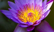 未来3年和钱财有缘的生肖，福气满满，事业顺利，携财带福享富贵