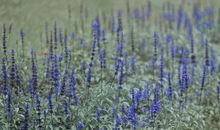 存款翻番的3大生肖，近期好运连连，大财小财不断