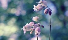 2019年10月末生肖虎、龙、狗、蛇财运运势解析