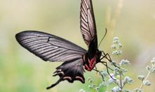 11月份财气环绕，4属相往后生活蒸蒸日上，发家致富指日可待