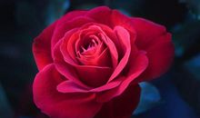 工作会越来越顺心，家庭也越来越幸福美满，福星高照的生肖