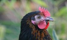 梦见斗鸡是什么意思