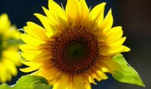 11月开始财运旺盛，致富机会在眼前，横财大发，添丁添喜的生肖