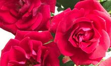 今年吃苦，明年享福的生肖，日子不再难过，马上就富贵