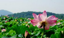 10月下旬，财运堆满仓，财富找上门，有贵人有横财的三属相