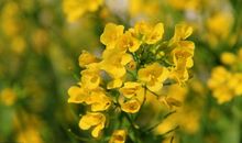 10月得罪不起，3生肖时来运转，天上掉钱、地上生金，天天忙数钱，睡着都笑醒