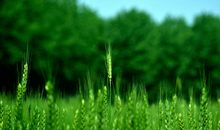 未来33天，吉星关照，3生肖钞票数不尽，富贵挡不住