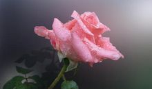 看起来很随意，实际上最有品味的三大星座，追求很高，梦想很大