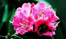 9月运势极佳，福星高照，一路高歌，存款翻倍，福禄双至的生肖。