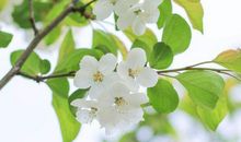 手捧摇钱树，横财排队进家门的生肖，10月底开始全家幸福安康