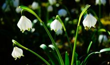 福星来助阵！3个生肖11月份财运放晴，不愁没钱花