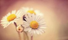 最难走心的三大星座，但情商超高，不管走到哪都很受欢迎