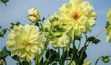 1972年生人运程如何(图文)