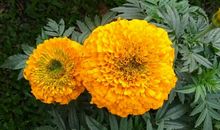 11月5号起鸿运临门，财禄缠绕，轻松发财的3生肖