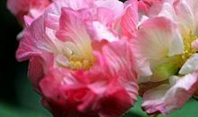 明年开始桃花运大好，金钱暴富的生肖，以后必然取得极佳发展