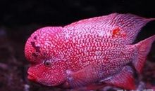 心理测试：你最想在家里养哪条鱼？测你后半生的幸福指数是多少