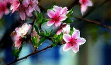 魅力十足，家庭幸福的生肖，闷声发大财，注定福禄不缺，富贵绵延