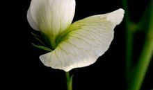 11月之后爱情如愿，个人财运亨通，好运连发，幸福迎进门的生肖