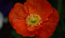 9月份贵人降临，鸿运当头，事业红火财源广进当富豪的3大生肖。