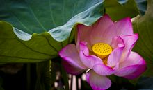 10月下旬，运势卷土重来，钞票堆如山，收入翻几番的3属相