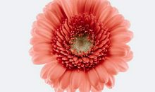 11月一整月运势逆天，鸿运当头，必能迎来财运大发的3大生肖