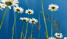 11月运势一日千里，好运源源不断的生肖，迎财神接贵人，要发达