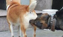 梦见两只狗在交配什么意思