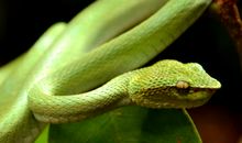 梦到彩色的蛇意味着什么