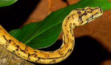 孕妇梦见黄色的蛇是什么意思