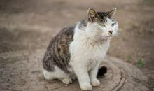 已婚女人梦见猫咬自己是什么意思