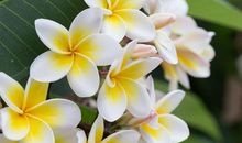 最“心善”的3大生肖女，单纯善良容易吃亏，却一生福禄双全