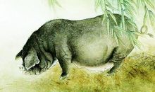 3大生肖善于挖掘自身潜力，吃苦再多也能后来居上