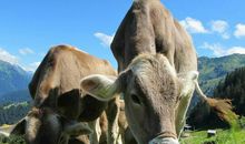 如何给属牛宝宝起名 取名用字喜忌