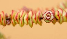 11月6号，好运无处不在，下半年“双喜临门”，财不请自来，大红大紫三生肖