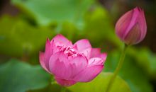 11月成大事立大业，财运亨通的四大生肖，苦尽甘来生活美