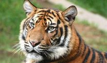 1998年属虎女高考运势，状元有望吗