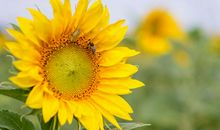 运势红到发紫的3生肖，11月开始，求得上上签，钞票堆满屋