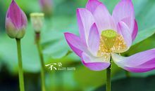 11月财运翻倍，存款哗哗来，大财旺到爆的三生肖