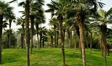 梦见棕榈树是什么意思