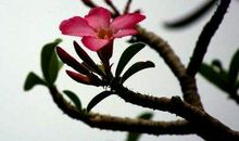 财富贼旺，老天都让你富的生肖，10月下旬大财进账，一富到来年