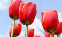 财源四方来的3生肖，11月初财神爷“赖”着不走，财源数不尽