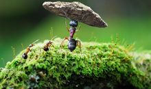 熬到11月，足“踏”聚宝盆，家财暴涨，隔三差五发横财的三属相