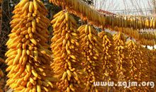 梦见玉米是什么意思