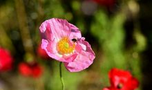 贤惠旺夫的3生肖女，陪丈夫患难与共，遇到要好好珍惜！