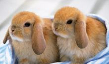 11月1日起，桃花簇拥，姻缘来袭，情深意长的星座女，喜获如意郎君