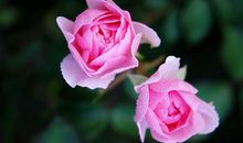 旧爱一卖惨，这几个星座就铁定会心软