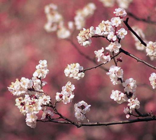 明年开始桃花运大好，金钱暴富的生肖，以后必然取得极佳发展 3