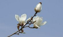 9月吉星照耀，好运连连，财运飙升，存款暴涨一夜暴富的3大生肖